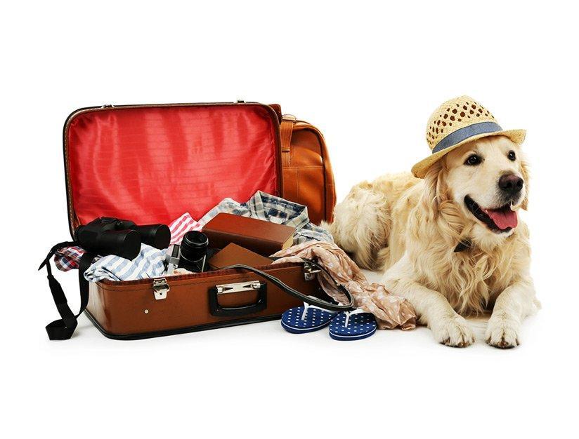 Top 6 pet-friendly hotels in Vancouver