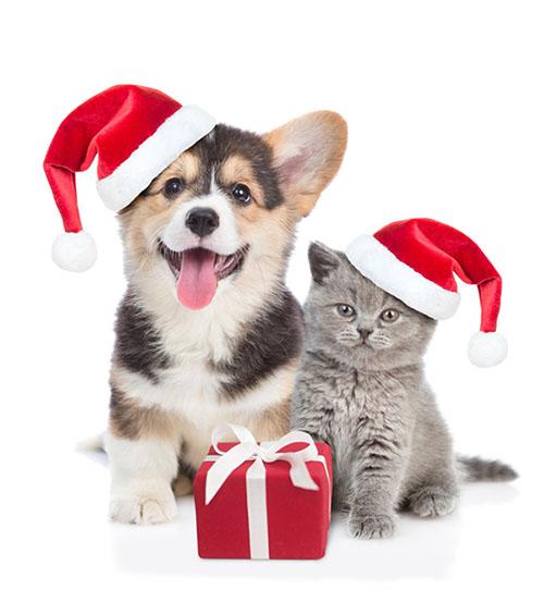 Dog and Cat Christmas Gift Box