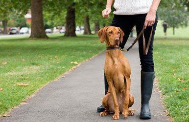 Teach your dog how to sit in 6 SIMPLE steps