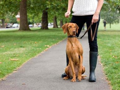 Teach your dog how to sit in 6 SIMPLE steps