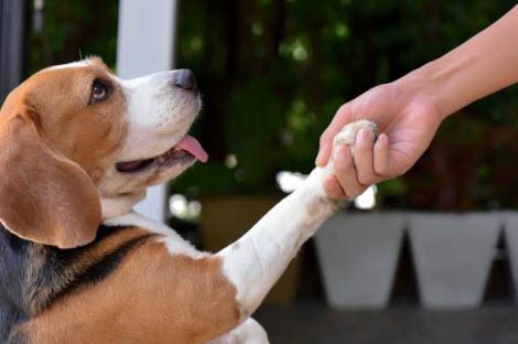 Dog Traveling guide teaching Your Dog to Shake Hands: A Step-by-Step