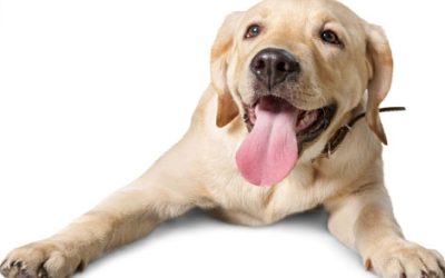 The Vital Role of Regular Protein Intake in the Health of Dogs